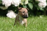 BULL TERRIER MINIATURE 207